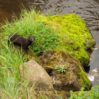 Mink